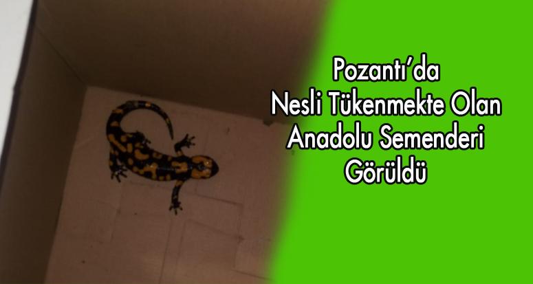 Pozantı’da Nesli Tükenmekte Olan Anadolu Semenderi Görüldü