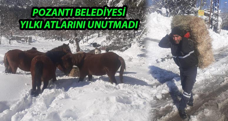 Başıboş Yılkı Atlarına Besleme Yapıldı