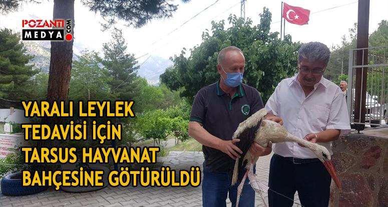 Yaralı Leylek, Hayvanat Bahçesinde Tedavi Altına Alındı