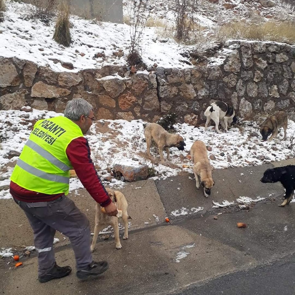 Pozantı Belediyesi Sokak Hayvanlarını Unutmadı