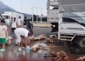 Tanker Yangınında Onlarca Koyun Telef Oldu