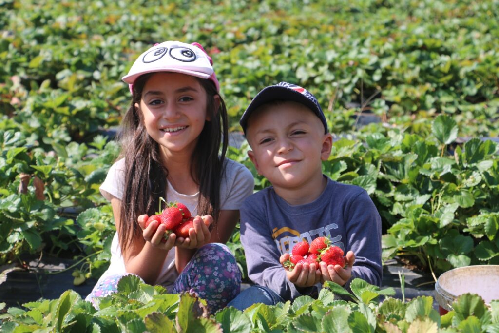 Çilek Yetiştiriciliği Koca Bir Mahallenin Kaderini Değiştirdi