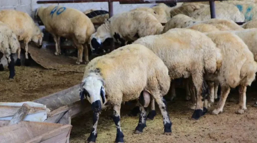 Adana’da Kurbanlıkların Kilogram Fiyatı Belirlendi