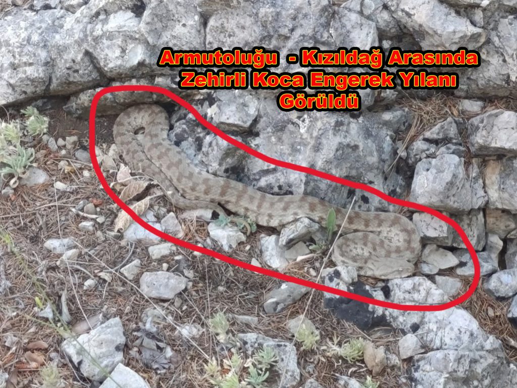 Armutoluğu ile Kızıldağ Yaylası Arasında Koca Engerek Yılanı Görüldü