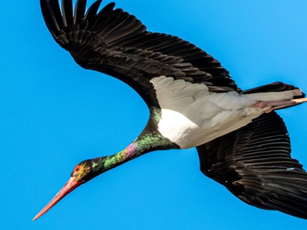 Nadir Görülen Kara Leylek Pozantı’da Görüntülendi