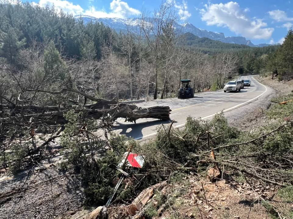 Kontrolsüz Ağaç Kesimi Kazaya Neden Oldu Seyir Halindeki Aracın Üzerine Ağaç Devrildi